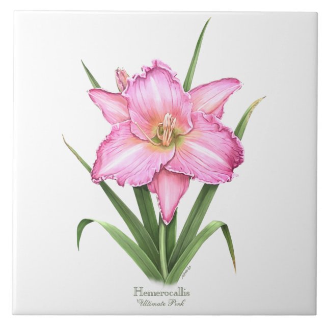 Rosa Daylily Botanical Art Stil Kakelplatta (Framsidan)