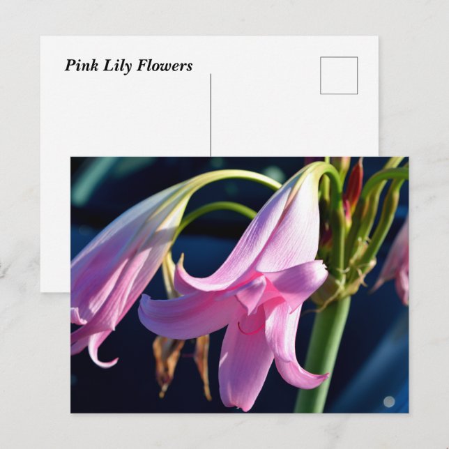 Rosa Daylily Flowers Vykort (Fram/baksida)