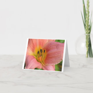 Rosa Daylily Kort