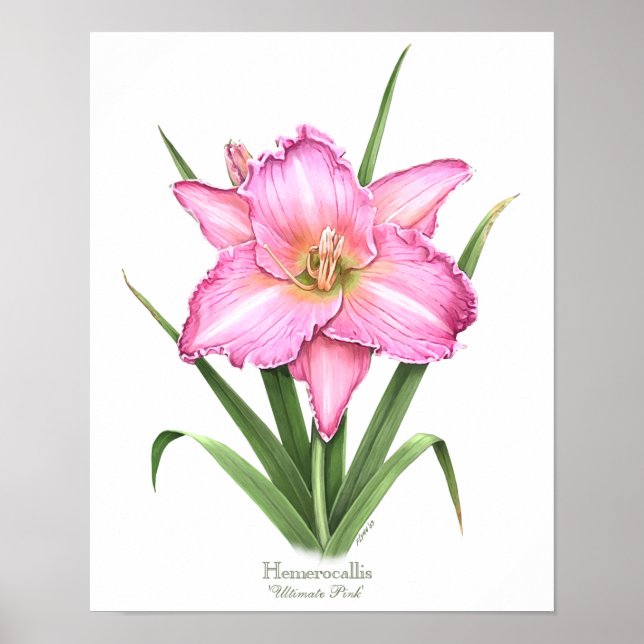 Rosa Daylily Original Art Print Poster (Framsidan)