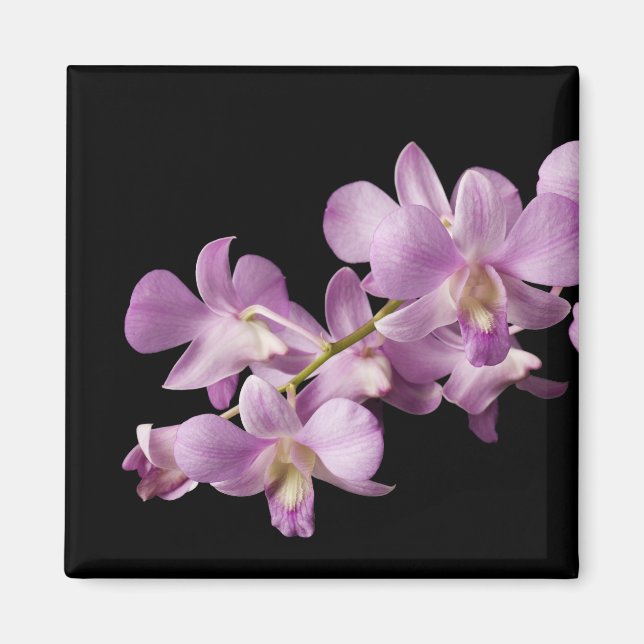 Rosa Dendrobium Orchid Flower on Black - Orchids Magnet (Framsidan)