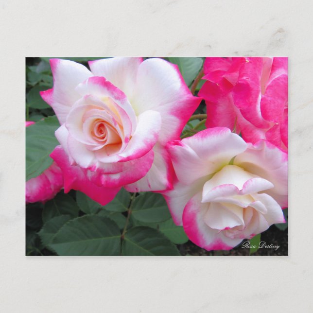 Rosa Destiny ［ Postcard ］ Vykort (Framsida)