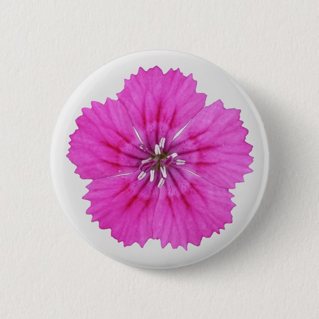 Rosa Dianthus Button Knapp (Framsida)