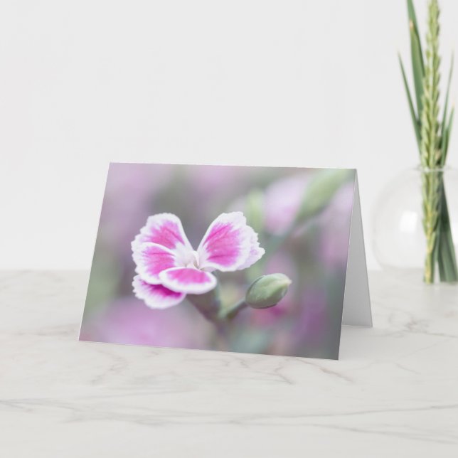 Rosa Dianthus Flower Note Card Kort (Framsida)