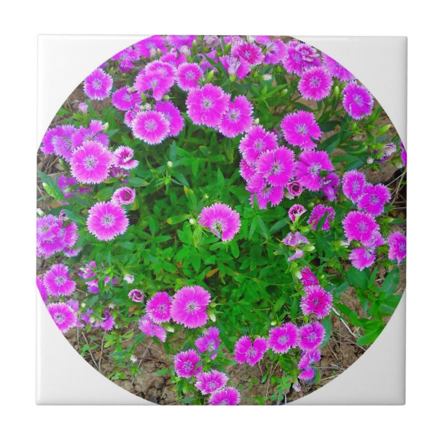 Rosa Dianthus Flower Tile Kakelplatta (Framsidan)
