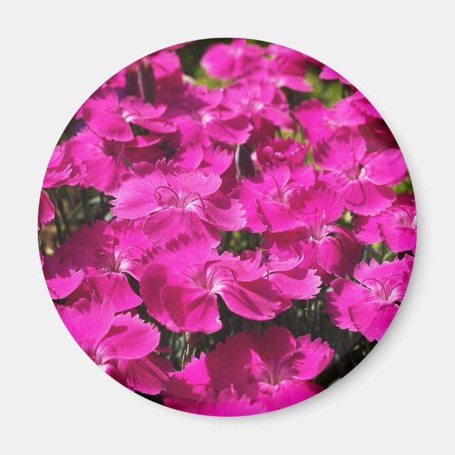 Rosa Dianthus Flowers Magnet (Framsidan)