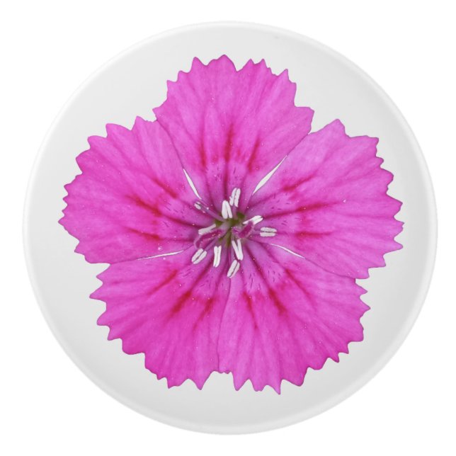 Rosa Dianthus Knopp (Framsidan)