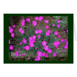 Rosa Dianthus-kort Hälsningskort