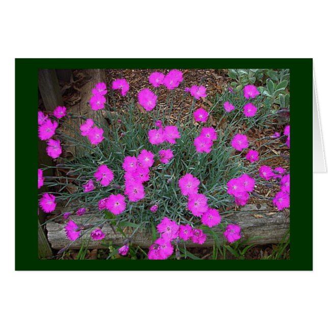 Rosa Dianthus-kort Hälsningskort (Framsidan Horizontal)