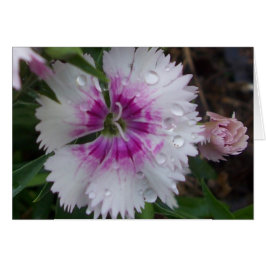 ROSA DIANTHUS OBS KORT