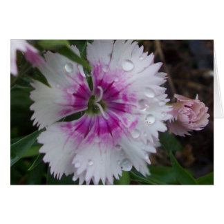 ROSA DIANTHUS OBS KORT
