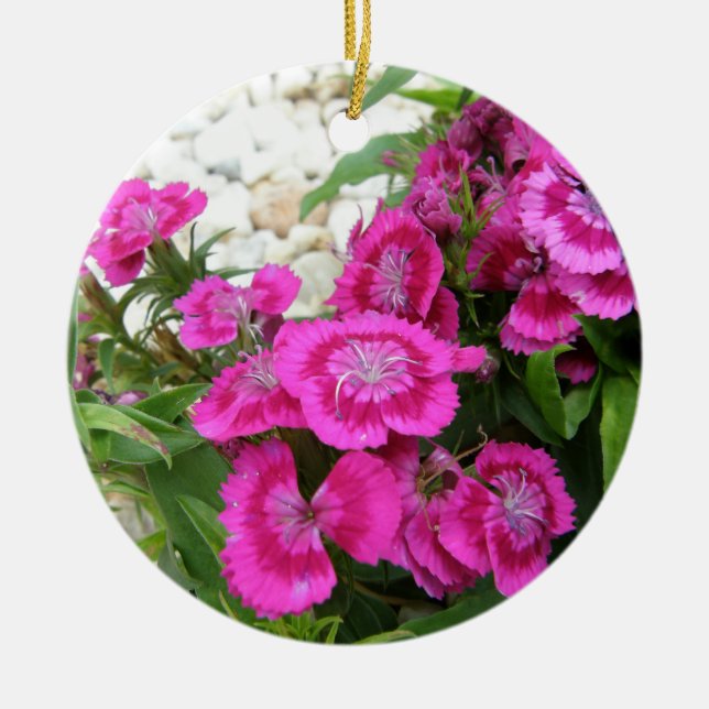 Rosa Dianthus/sött William Julgransprydnad Keramik (Framsidan)