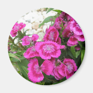Rosa Dianthus/sött William Magnet