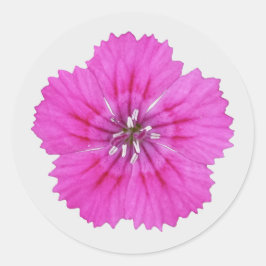 Rosa Dianthus Stickers Runt Klistermärke