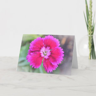 Rosa Dianthus Sweet William Gertie's Garden Kort