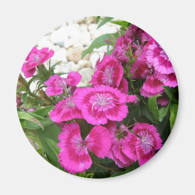 Rosa Dianthus/Sweet William Magnet (Framsidan)