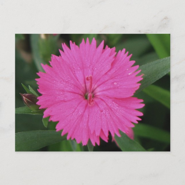 Rosa Dianthus Vykort (Framsida)