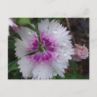 ROSA DIANTHUS VYKORT