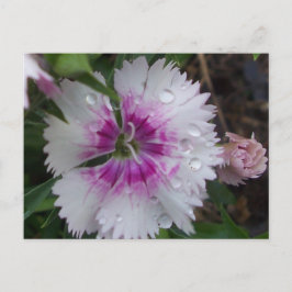 ROSA DIANTHUS VYKORT