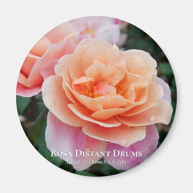Rosa Distant Drums Magnet (Framsidan)