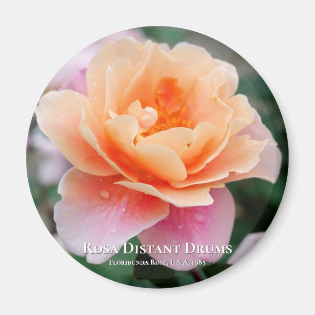 Rosa Distant Drums Magnet (Framsidan)