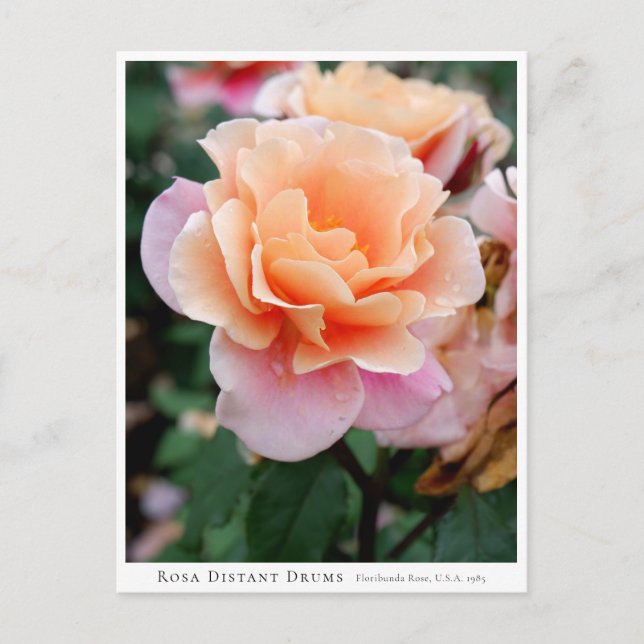 Rosa Distant Drums Vykort (Framsida)