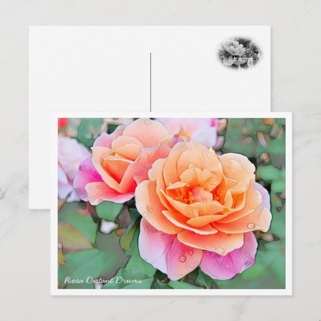 Rosa Distant Drums Vykort (Fram/baksida)