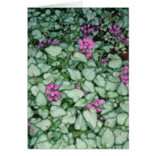 Rosa död nässla, (lamiumen Maculatum) blommor Hälsningskort