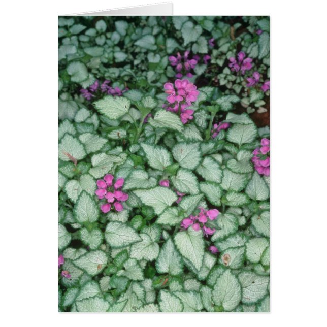 Rosa död nässla, (lamiumen Maculatum) blommor Hälsningskort (Framsidan)