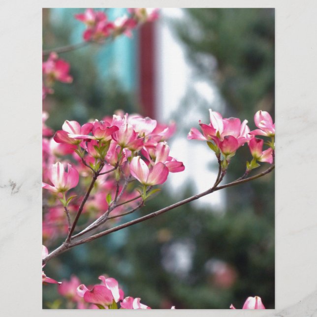 Rosa Dogwood (Framsida)