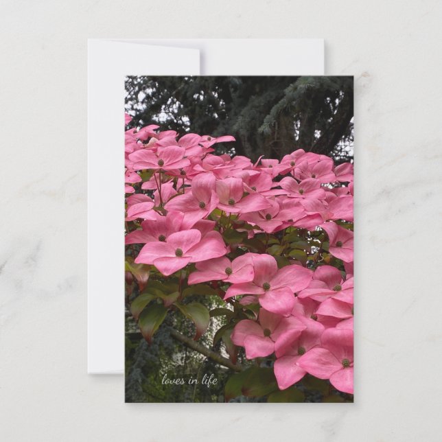 Rosa Dogwood Anteckningskort (Framsida)