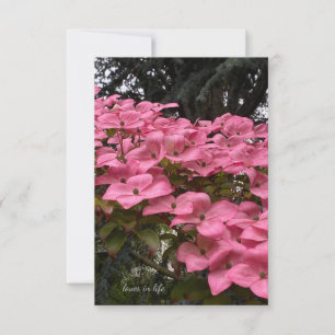 Rosa Dogwood Anteckningskort