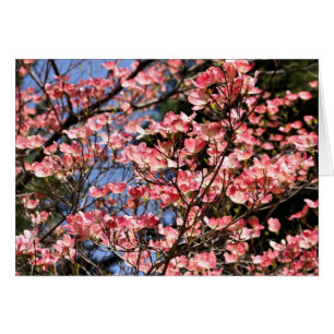 Rosa Dogwood blomstrar blomsterfotografikortet OBS Kort