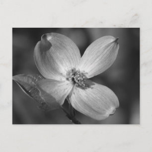Rosa Dogwood Bloom Vykort
