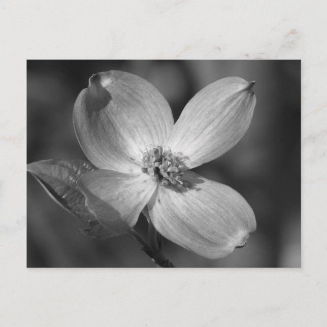 Rosa Dogwood Bloom Vykort (Framsida)