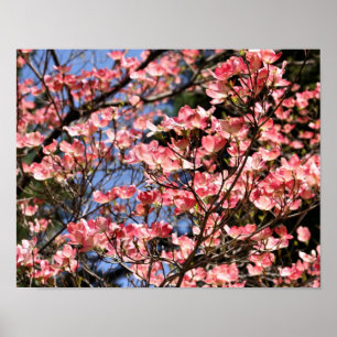 Rosa Dogwood Flower Blommars Poster