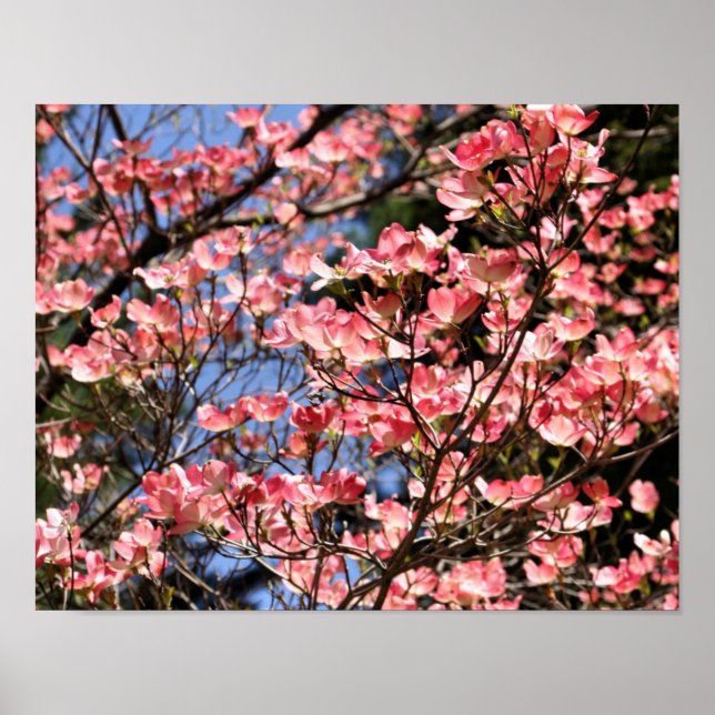 Rosa Dogwood Flower Blommars Poster (Framsidan)