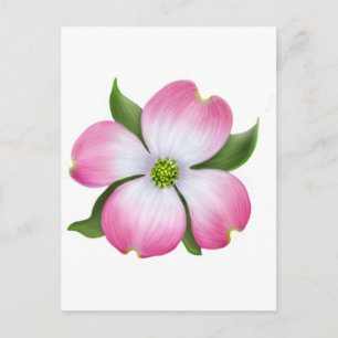 Rosa Dogwood Flower vycard Vykort