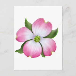 Rosa Dogwood Flower Vykort