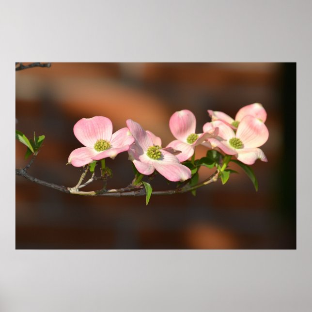 Rosa Dogwood Flowers Poster (Framsidan)