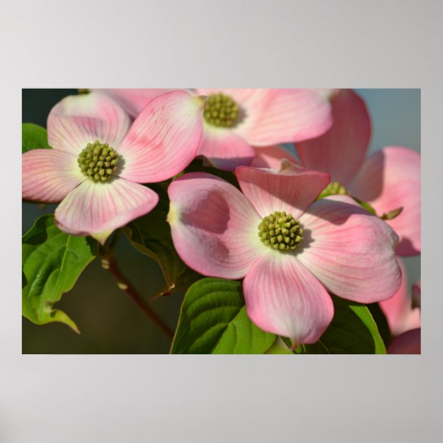 Rosa Dogwood Flowers Poster (Framsidan)