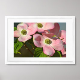 Rosa Dogwood Flowers Poster