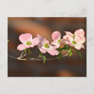 Rosa Dogwood Flowers Vykort