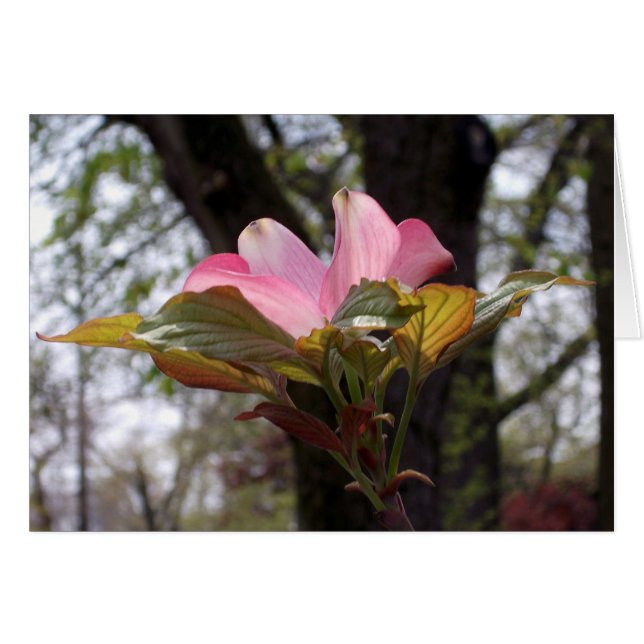 Rosa dogwood hälsningskort (Framsidan Horizontal)
