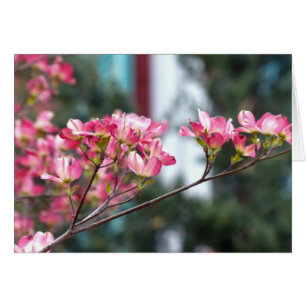 Rosa Dogwood Hälsningskort
