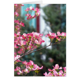 Rosa Dogwood Hälsningskort