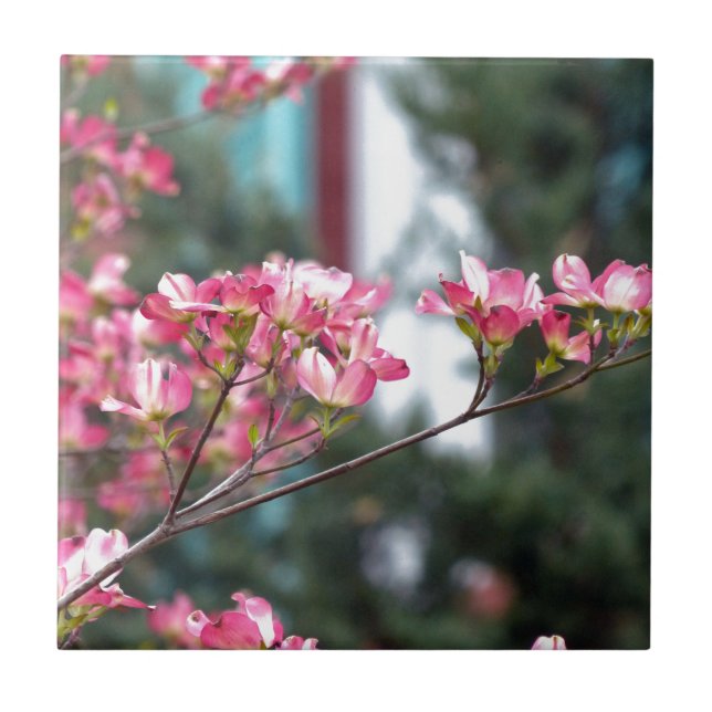 Rosa Dogwood Kakelplatta (Framsidan)