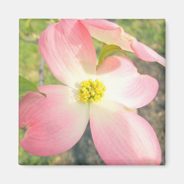 Rosa Dogwood Magnet (Framsidan)