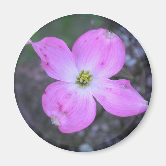 Rosa Dogwood Magnet (Framsidan)