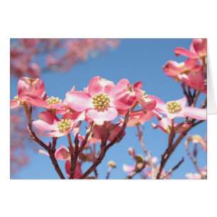 Rosa Dogwood OBS Kort